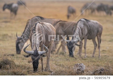 Wildebeests in Amboseli National Park ,Kenya. 56905679