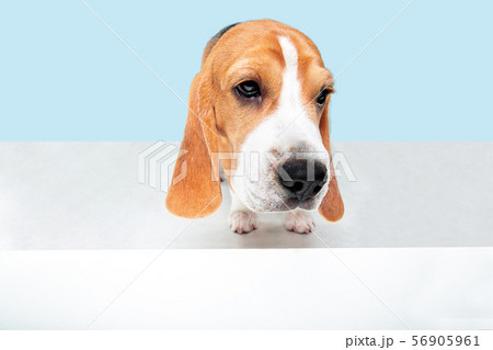 Studio shot of beagle puppy on blue studio background Studio shot of beagle puppy on blue studio background 56905961