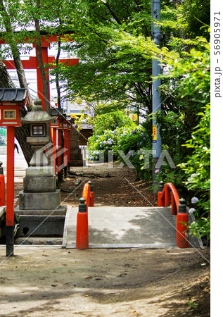 大阪豊中市・紫陽花の咲く稲荷神社の風景 56905971