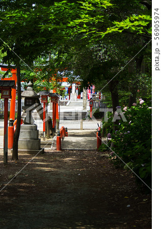 大阪豊中市・紫陽花の咲く稲荷神社の風景 56905974
