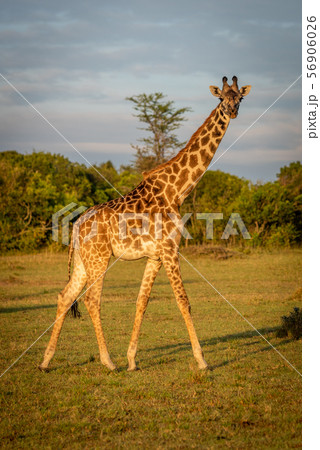 Masai giraffe walks across grass at dawn 56906026