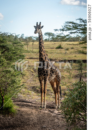 Masai giraffe stands on track between trees 56906027