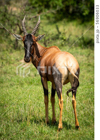 Male topi stands in grass looking round Male topi stands in grass looking round 56906033