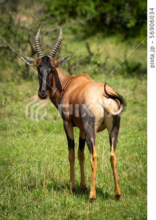 Male topi stands in grass looking back Male topi stands in grass looking back 56906034