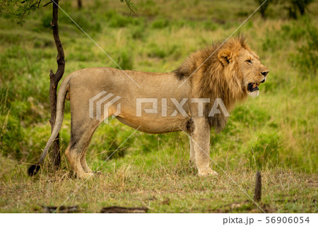 Male lion stands in profile by tree 56906054
