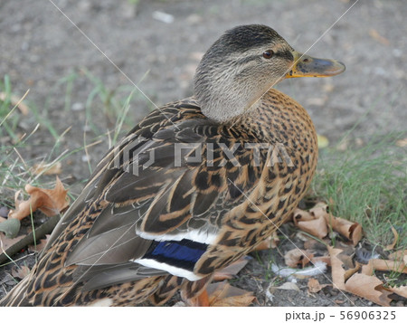 野生のカモ 56906325