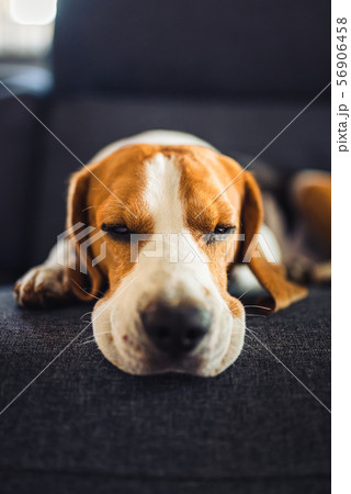 Dog lying on the sofa. Canine background 56906458