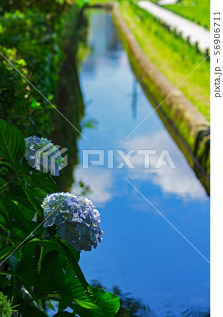 紫陽花の咲く初夏の水辺の風景 56906711