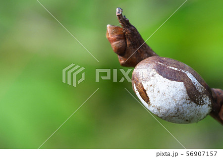 イラガの繭 56907157