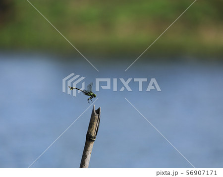 竹の棒に止まろうとするウチワヤンマ 56907171