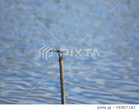 竹の棒に止まるウチワヤンマ 56907182