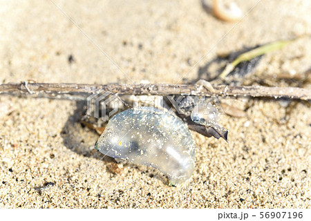 カツオノエボシ（海岸漂着物） 56907196