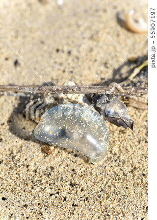 カツオノエボシ(海岸漂着物) カツオノエボシ(海岸漂着物) 56907197