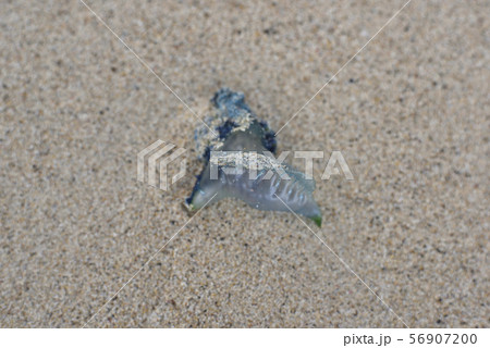 カツオノエボシ(海岸漂着物) カツオノエボシ(海岸漂着物) 56907200