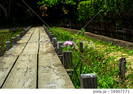 咲き始めの菖蒲園 咲き始めの菖蒲園 56907271