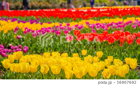 チューリップ　16：9 56907692