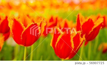 チューリップ　16：9 56907725