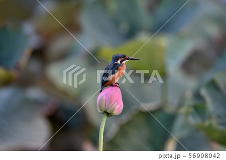 蓮の花 蓮の花 56908042