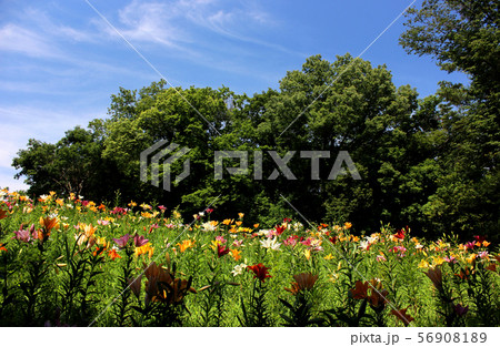 夏の青空とユリの花(6) 夏の青空とユリの花(6) 56908189