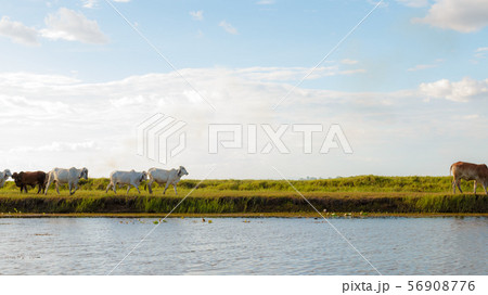 Many cows are eating grass in wetlands. 56908776