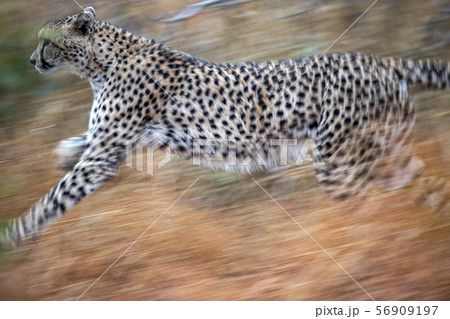 cheetah running in kruger park south africa 56909197