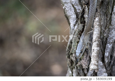 Black mamba snake south africa close up 56909199