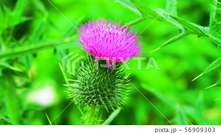 ゴボウの花の写真素材