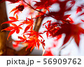 紅葉 56909762