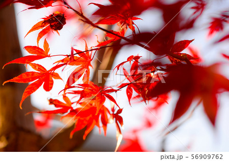 紅葉 紅葉 56909762