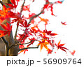 もみじ 56909764