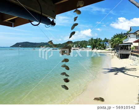 Beach  Palm tree ビーチ　やしの木　SHELL 貝殻 56910542