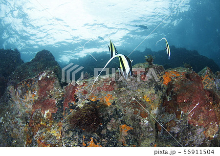 置き土産 56911504