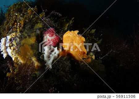 オオモンカエルアンコウ 56911506