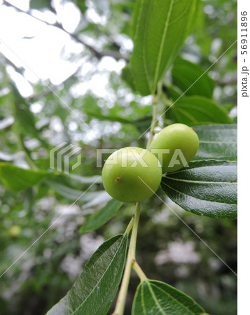 かわいいナツメの実 56911896
