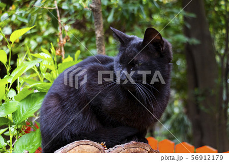 黒猫 伏見稲荷大社 京都市伏見区の写真素材
