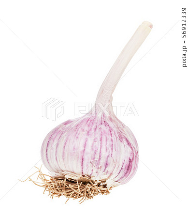 bulb with roots of fresh garlic isolated on white 56912339