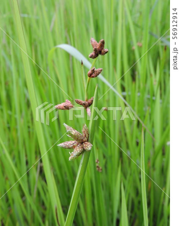 カンガレイとサンカクイ 56912914