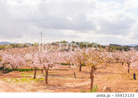 Blooming almond trees with pink and white flowers 56913133