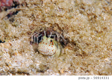 モンツキカエルウオ 56914331