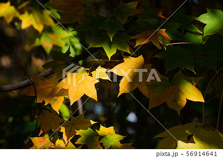 黄葉したイタヤカエデの葉 56914641