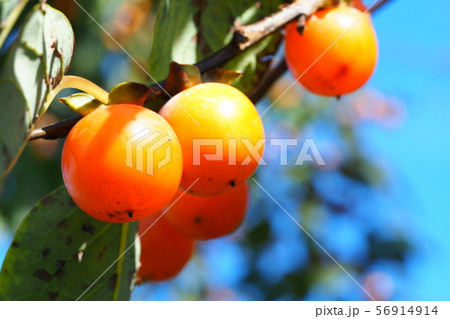 マメガキ（豆柿） 56914914