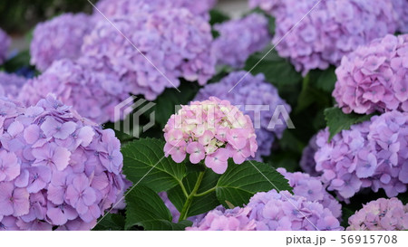 紫陽花 あじさい 紫色の中にピンクが一つの写真素材