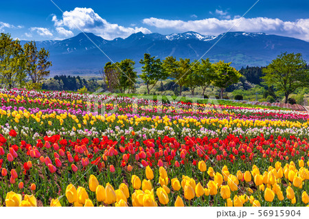 栃木県・那須町 春の花畑の風景 56915904