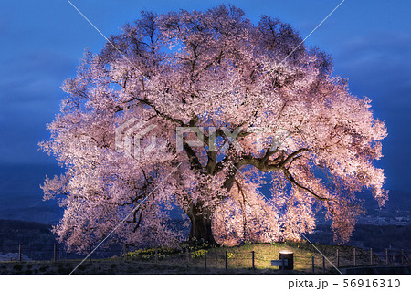 山梨県 わに塚の一本桜のライトアップの写真素材