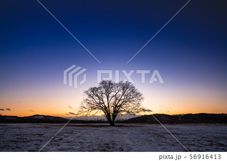 ハルニレの木の夕暮れ ハルニレの木の夕暮れ 56916413