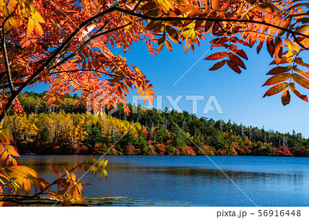 秋色の池 56916448