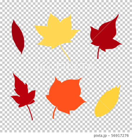 6 maples and maples 56917276
