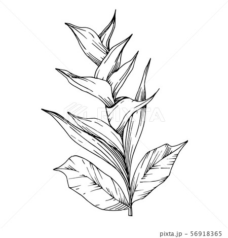 Vector Tropical flowers and leaves isolated. Black and white engraved ink art. Isolated plant Vector Tropical flowers and leaves isolated. Black and white engraved ink art. Isolated plant 56918365