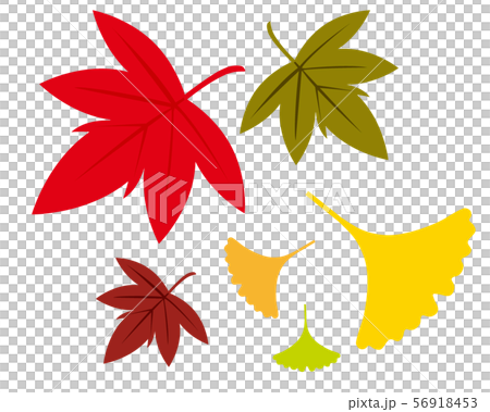 Ginkgo Ginkgo Leaves Autumn Fallen Leaves Stock Illustration