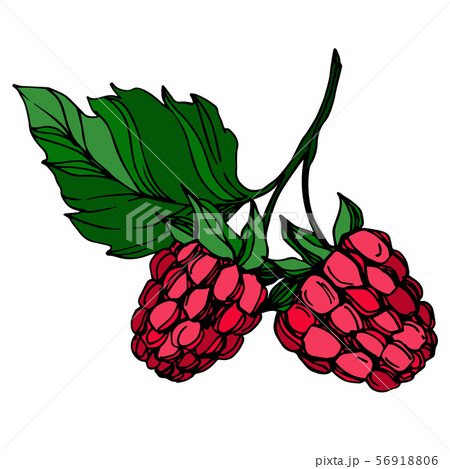 Vector Raspberry healthy food fresh berry isolated element. Black and white engraved ink art. Vector Raspberry healthy food fresh berry isolated element. Black and white engraved ink art. 56918806